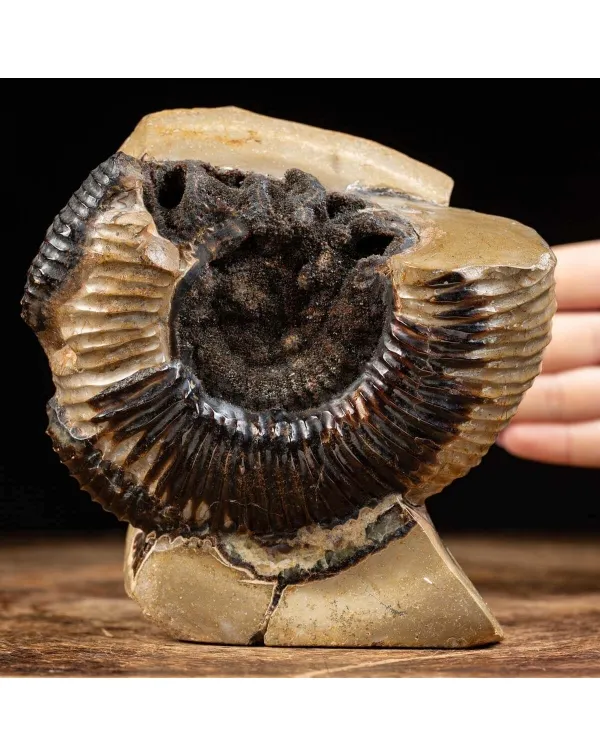 Ammonite Fossile in Nodulo di  Septaria