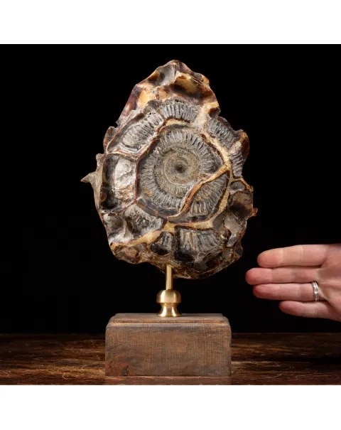 Ammonite Douvilleiceras su Septaria