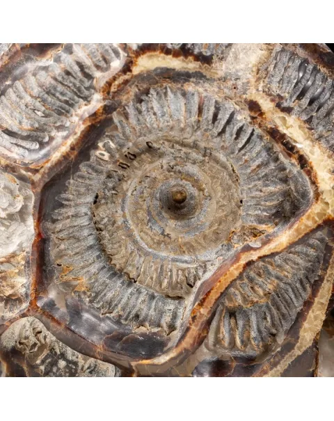 Ammonite Douvilleiceras su Septaria