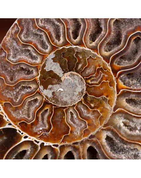 Ammonite Cleoniceras sezionata