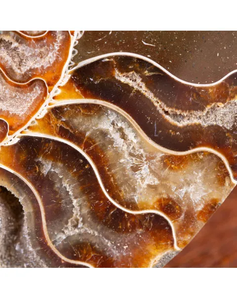 Ammonite Cleoniceras sezionata