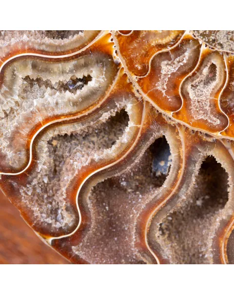 Ammonite Cleoniceras sezionata