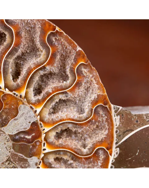 Ammonite Cleoniceras sezionata