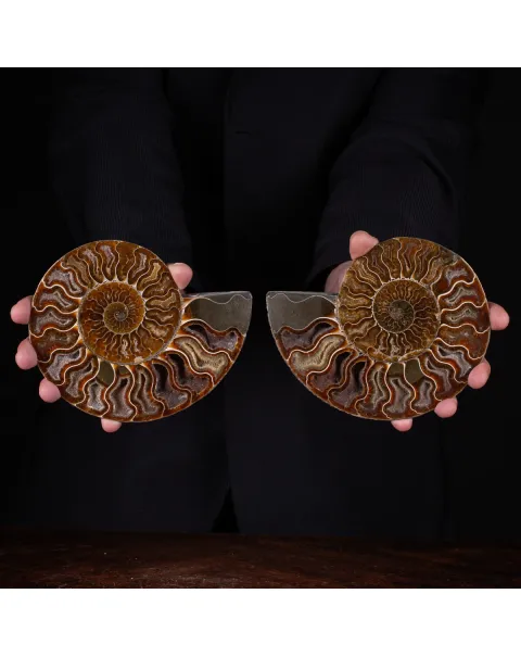 Ammonite Cleoniceras sezionata