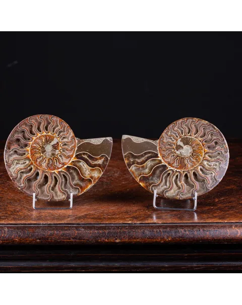 Ammonite Cleoniceras sezionata