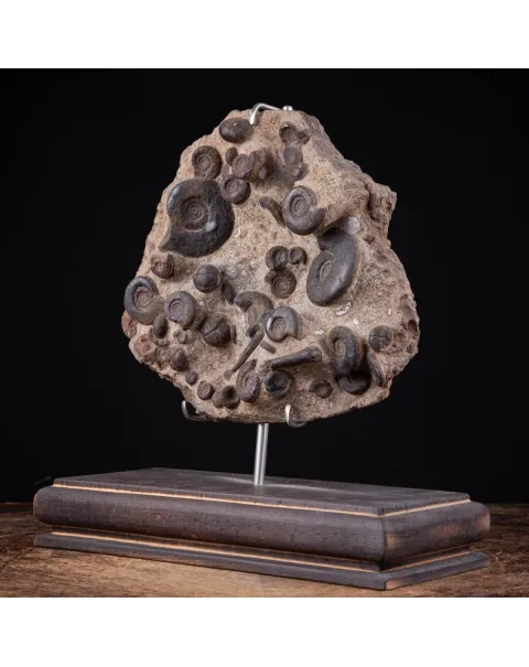 Lastra con Ammoniti Fossili.