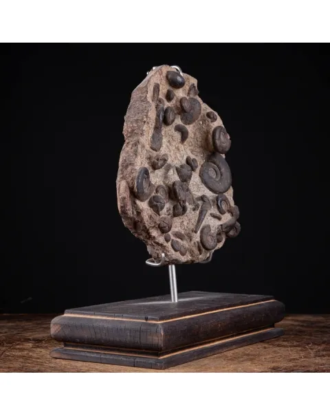 Lastra con Ammoniti Fossili.