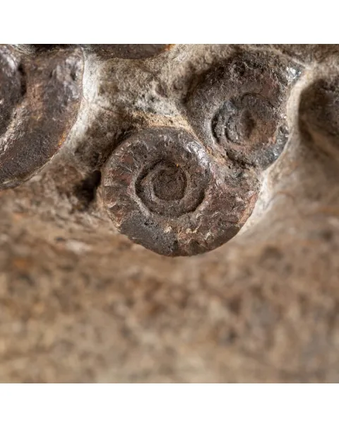 Lastra Ammoniti del Marocco