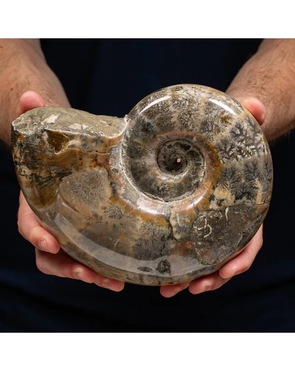 Ammonite Lytoceras 