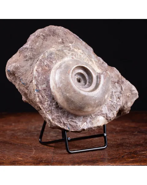 Fossile di Metalegoceras: Spirali del Tempo.
