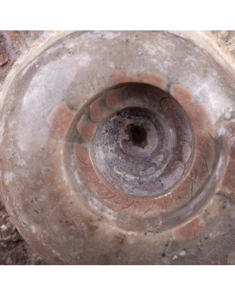 Fossile di Metalegoceras: Spirali del Tempo.