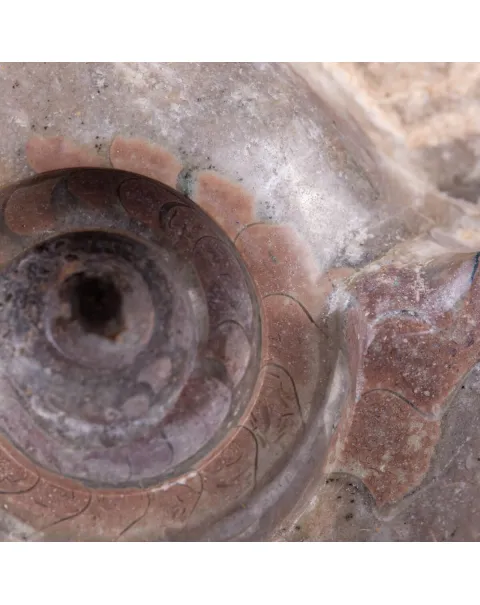 Fossile di Metalegoceras: Spirali del Tempo.