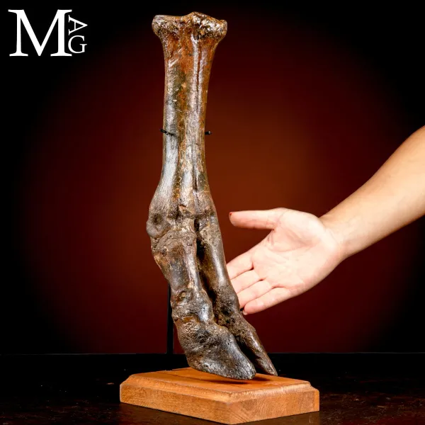 Zampa di Bisonte delle Steppe - Era Glaciale Pleistocene.