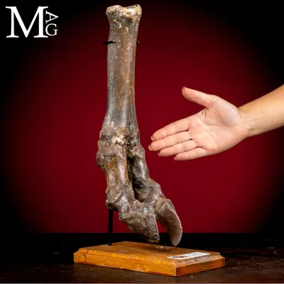 Zampa di Bisonte delle Steppe - Bison Priscus - Pleistocene.