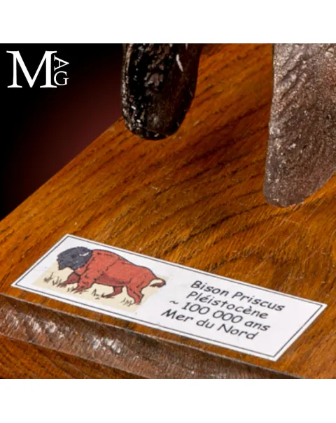Zampa di Bisonte delle Steppe - Bison Priscus - Pleistocene.