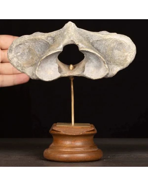 Vertebra Fossile di Bisonte delle Steppe – Pleisto...