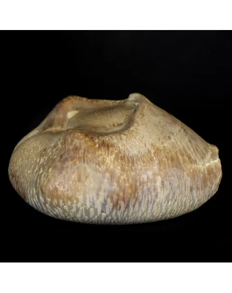 Cypraea Ovata Caputviperae