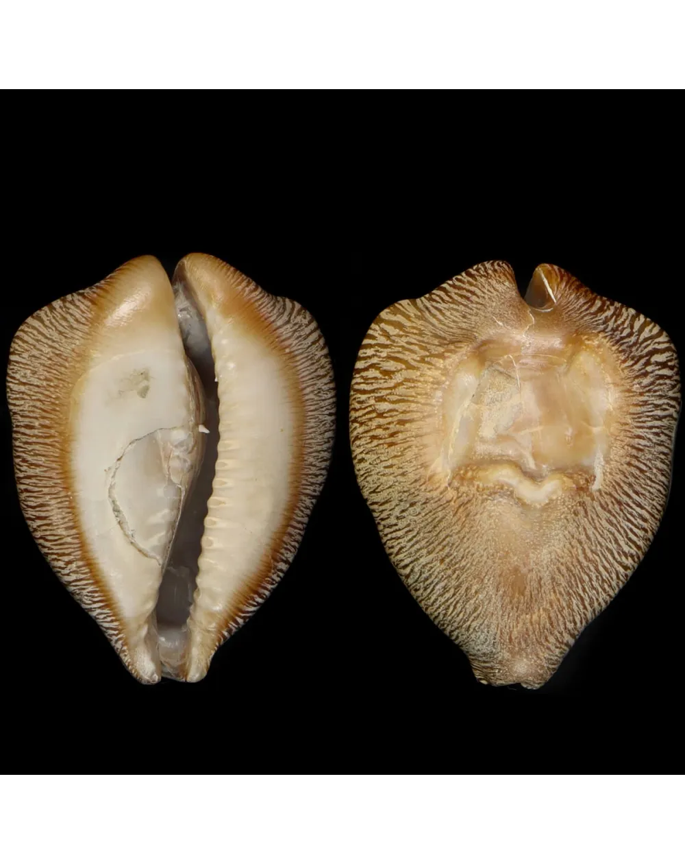 Cypraea Ovata Caputviperae