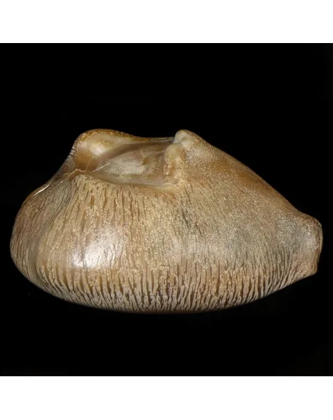 Cypraea Ovata Caputviperae