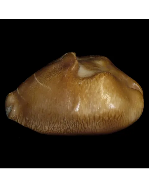 Cypraea Ovata Caputviperae