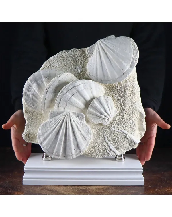 Lastra con Pecten fossili