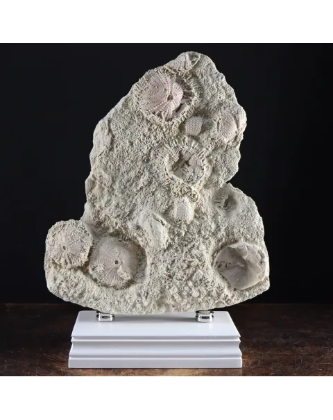 Lastra con Ricci di Mare fossili