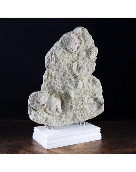 Lastra con Ricci di Mare fossili