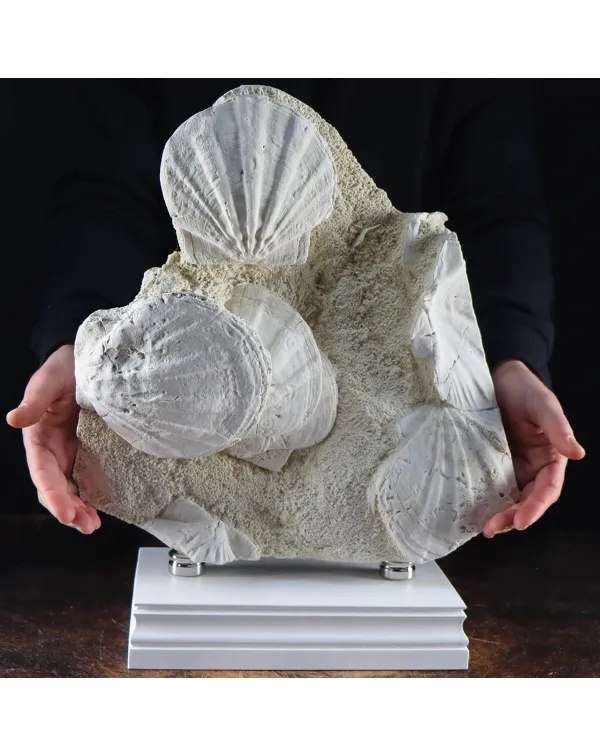 Lastra con Pecten fossili