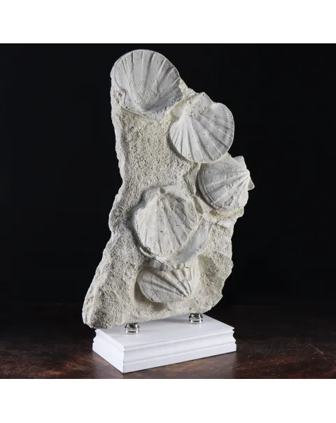 Lastra con Pecten fossili