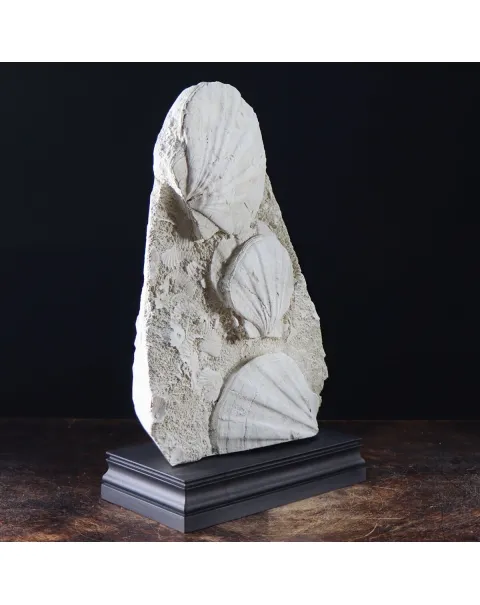 Lastra con Pecten fossili
