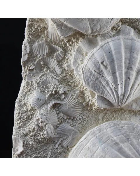 Lastra con Pecten fossili