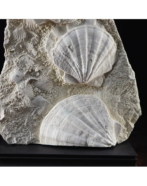 Lastra con Pecten fossili