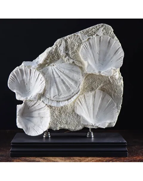 Lastra con Pecten fossili