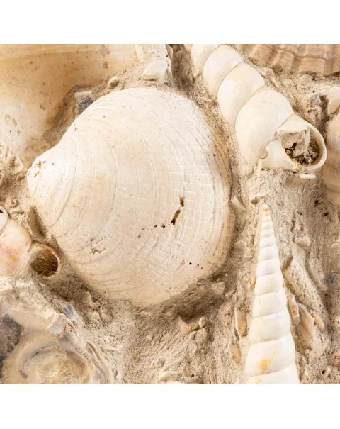 Lastra con conchiglie fossili