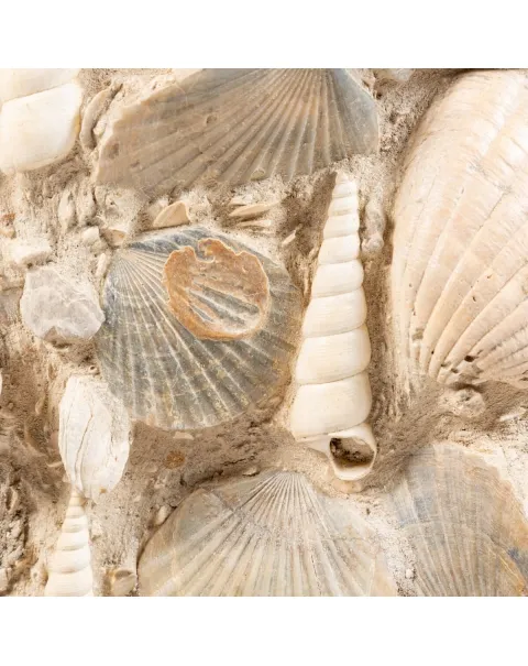 Lastra con conchiglie fossili