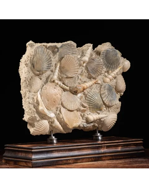Lastra con conchiglie fossili