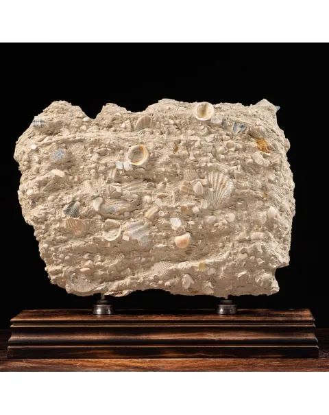 Lastra con conchiglie fossili