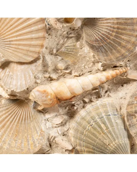 Lastra con conchiglie fossili
