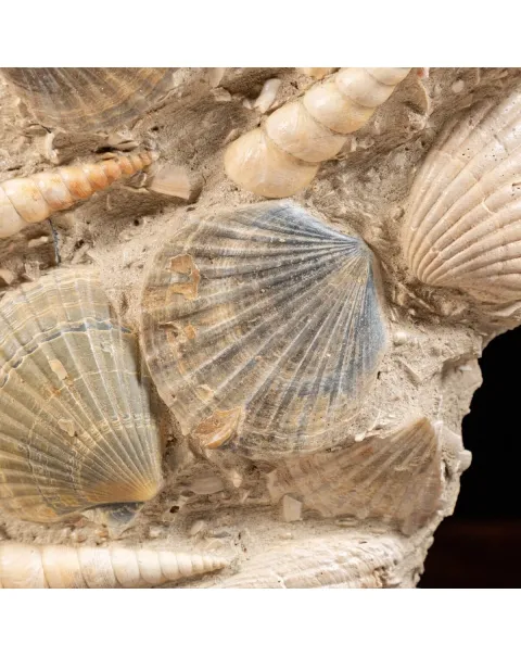 Lastra con conchiglie fossili
