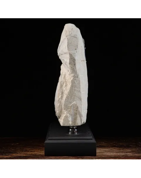 Lastra con Pecten fossili