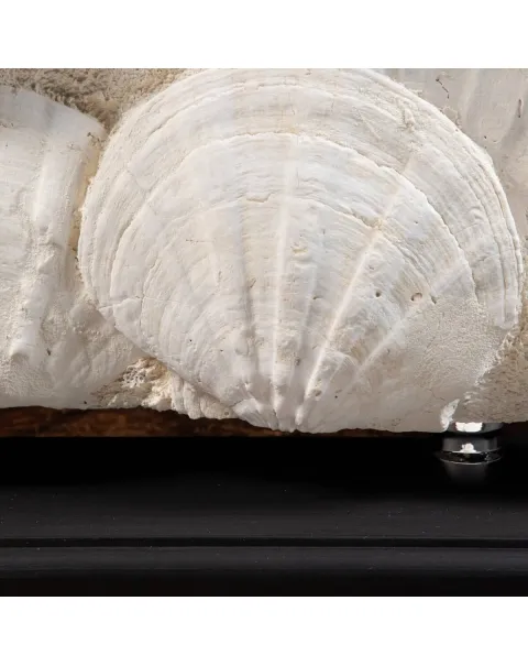 Lastra con Pecten fossili