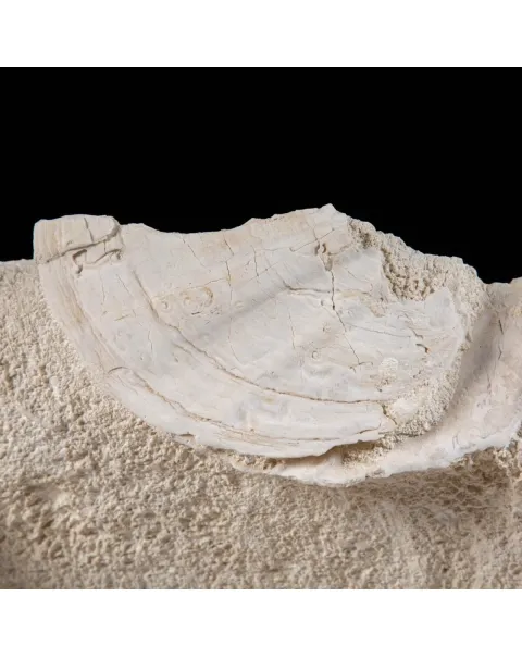 Lastra con Pecten fossili