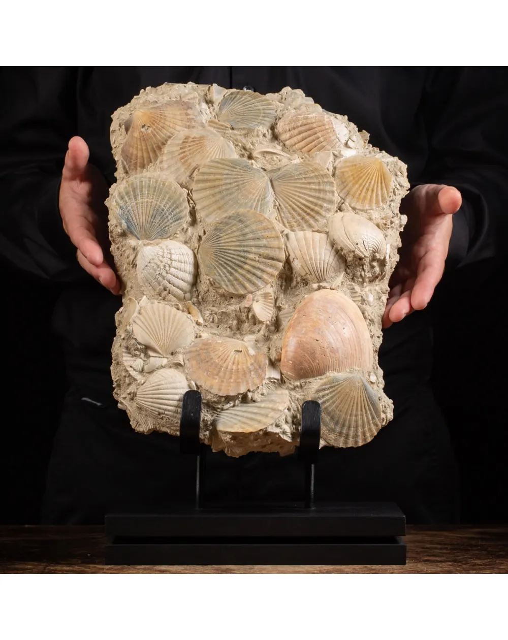 Lastra con conchiglie fossili