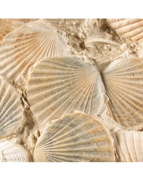 Lastra con conchiglie fossili