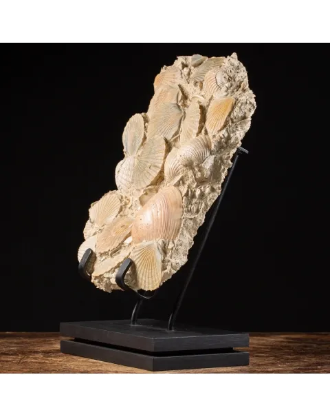 Lastra con conchiglie fossili