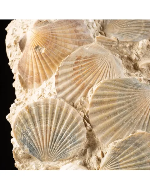 Lastra con conchiglie fossili