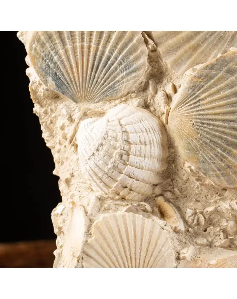 Lastra con conchiglie fossili