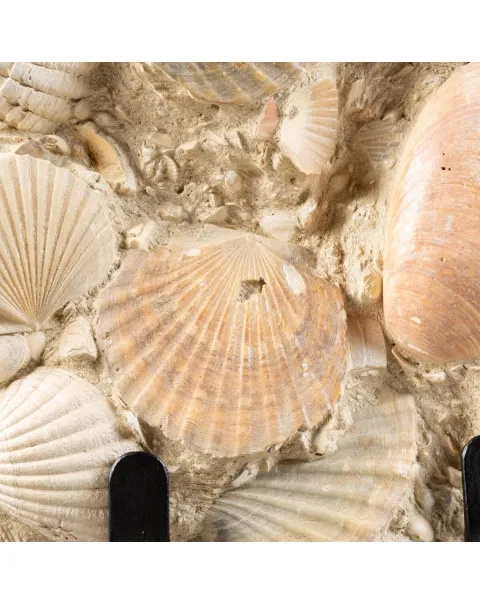 Lastra con conchiglie fossili