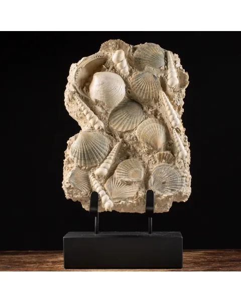 Lastra con conchiglie fossili
