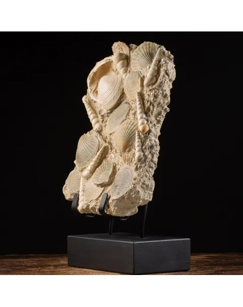 Lastra con conchiglie fossili